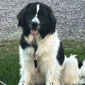 ADOPTED 8/10/25!! Alice-3 years old (Newfoundland)