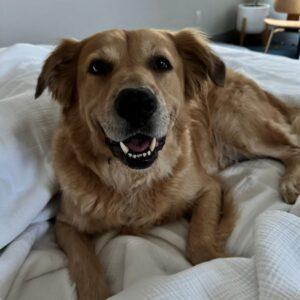 ADOPTED 7/9/25!! Reign-7 years old (Male) Golden Retriever mix