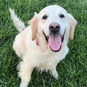 ADOPTED 8/17/25! Phoebe-Approximately 3 years old (Female)