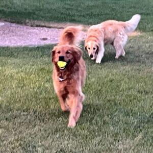 ADOPTED 9/3/25!! BONDED PAIR!! Ruger-6 years (Male) & Luna-7 years old (Female)