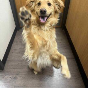 ADOPTED 9/1/25!! Gordon-2 years old (Male) Golden Retriever Mix