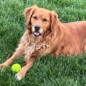 ADOPTED 8/15/25!! Sunny-6 years (Female)