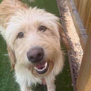 ADOPTED 8/8/25!! Vinnie-2 years old (Male) Goldendoodle