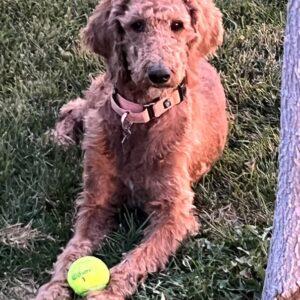 ADOPTED 9/10/25!! Marci-4 years old (Goldendoodle) Female