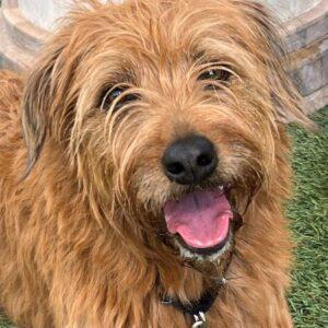 ADOPTED 8/28/25!! Canela-3 years old Goldendoodle (Female)
