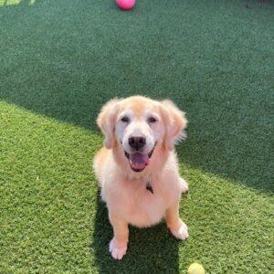 ADOPTED 9/8/25!! Montego-10 years old (Male)