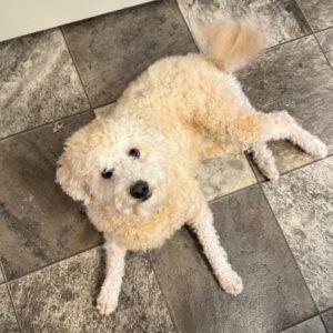 ADOPTED 9/5/25!! Wally-18 months old (Male) Mini Goldendoodle