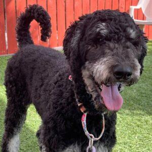 Sushi-1 year old (Female) Goldendoodle