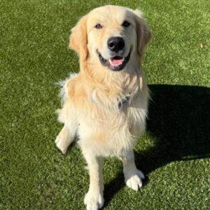 10/23/25!! Duncan-4 years old (Male)