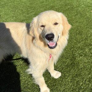 ADOPTED 9/22/25!! Nellie-10 months old (Female)