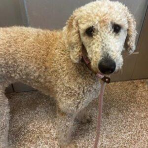 Adopted 9/27/25!! Bella-1.5 years old (Female) Doodle