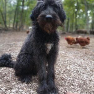 ADOPTED 10/7/25!! Maui-1 year old (Male) Doodle