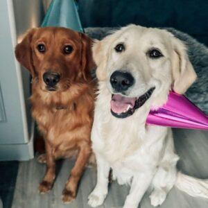 ADOPTED 11/9/25!! BONDED PAIR! Nyx (Female-Cream) 11 months & Atlas (Male-Red) 1.5 years