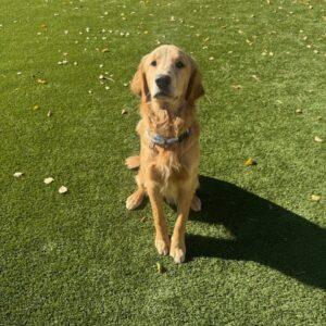 ADOPTED 11/2/25!! Skip-9 months old (Male)