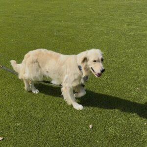 ADOPTED 11/1/25!! Liz-3 years old (Female) FORMER BREEDING GIRL!!