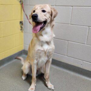 ADOPTED 11/9/25!! Oliver-11 months old (Male) Lab/Golden mix