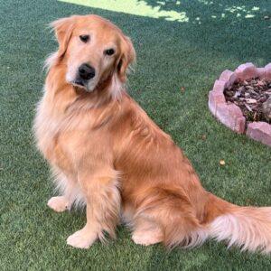 ADOPTED 10/11/25!! GOLDEN ANGEL!! Jake-5 years old (Male)