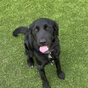 ADOPTED 12/1/25!! Lainey-1 year old (Female) Golden/lab mix