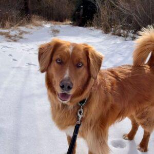 ADOPTED 12/25/25!!  Parker-8 years old (Male) Golden Retriever Mix