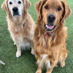 ADOPTED 12/23/25!! Bonded Pair!!! Finn-6 years old (Male) & Morgan-8 years old (Male)