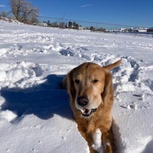 ADOPTED 12/15/25! Tiger-5 years old (Male)