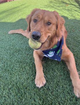 Adopted 1/3/26!! Cooper-10 months old (Male)