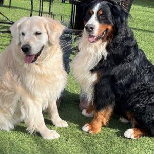 ADOPTED 1/24/26!! BONDED PAIR!! Olly-(Bernese Mountain Dog) 8 years old (Male) & Zepher-(Golden Retriever) 9 years old (Male)