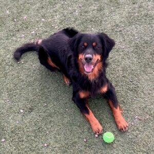 ADOPTED 1/18/26!! Wade-18 months (Male) Golden Retriever/Bernese Mountain Dog Mix