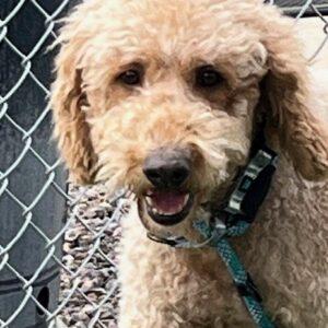 ADOPTED 2/8/26! Oakley-5 years old (Female) Goldendoodle