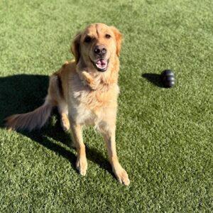 ADOPTED 2/14/26!! Francine-4 years old (Female)