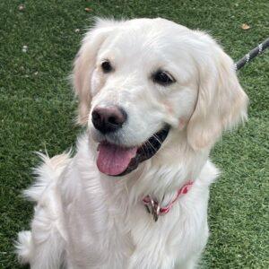 ADOPTED 1/18/26!! Lilly-2 years old (Female)