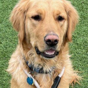 Adopted 1/17/26!! Peyton-2 years old (Male)