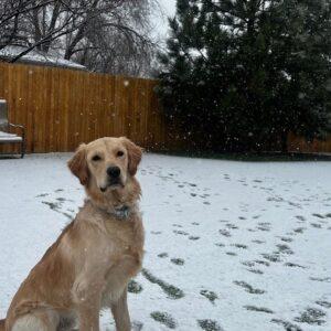 ADOPTED 1/15/26!! Toby-16 months old (Male)