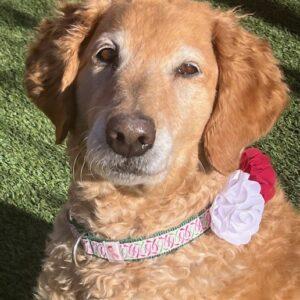 Adopted 2/21/26!! Shay-9 years old (Female) Goldendoodle