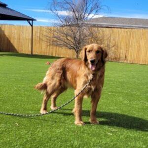 Blake-10 months old (Male)