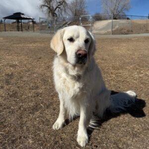 Moose-5 years old (Male)