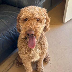 ADOPTED 2/11/26!! Yogi-3 years old (Male)