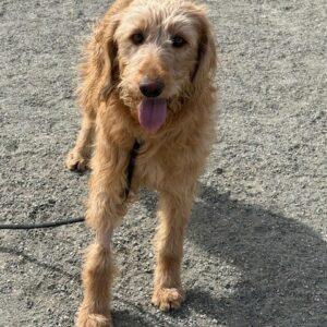 ADOPTED 2/21/26!! Sandy-2-3 year old (Goldendoodle) Female