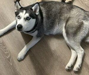Athena-1 year old (Female) Husky