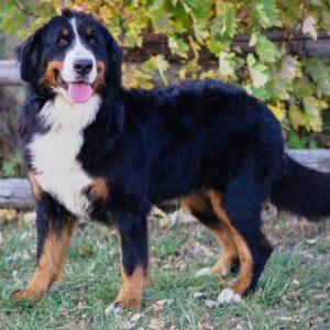 ADOPTED 2/28/26!! Delilah-8 years old (Female) Bernese Mountain Dog