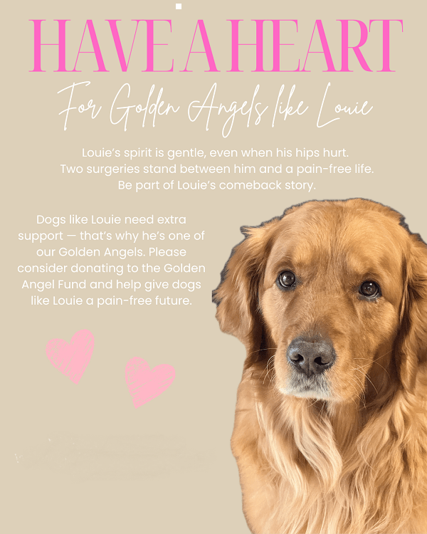 golden retriever rescue