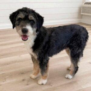 COMING SOON Mini Bernadoodle-Rose 4 years old (Female)