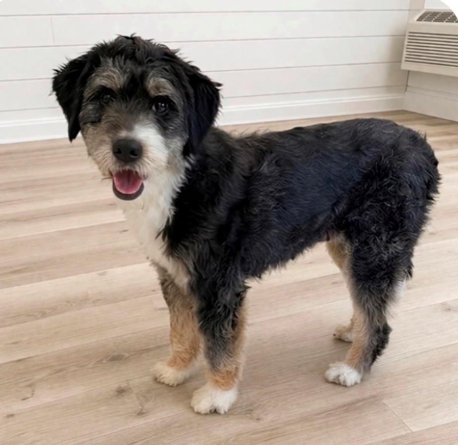 ADOPTION PENDING! Mini Bernadoodle-Rose 4 years old (Female)