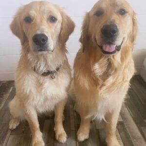 ADOPTED 4/16/26!! BONDED PAIR!!  Olive-5 years old (Female) & Chief-6 years old (Male)