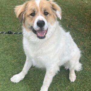 Clyde-3 years old (Golden Mix)