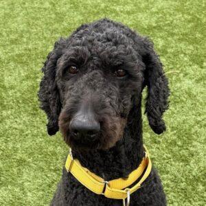 ADOPTED 3/28/26!! Scooter-Male (Goldendoodle) 6 years old