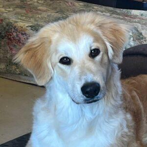 Missy-7 months old (Golden Retreiver/Pyrenees Mix) Female