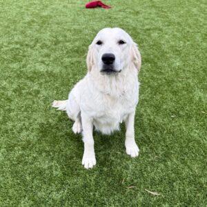 Daisy-10 months (Female)