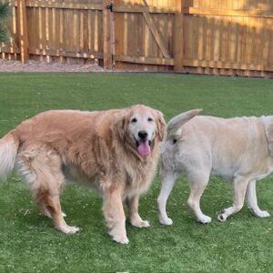 Bonded Pair!!! Hank-8 years old (Golden Retriever) & Duke-9 years old (Yellow lab)