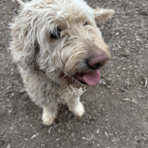 Coming soon! Murphy-9 years old (Goldendoodle) Female